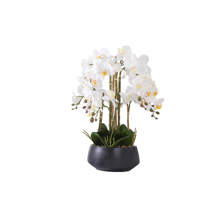 Orkidea valkoinen 52 cm musta ruukku