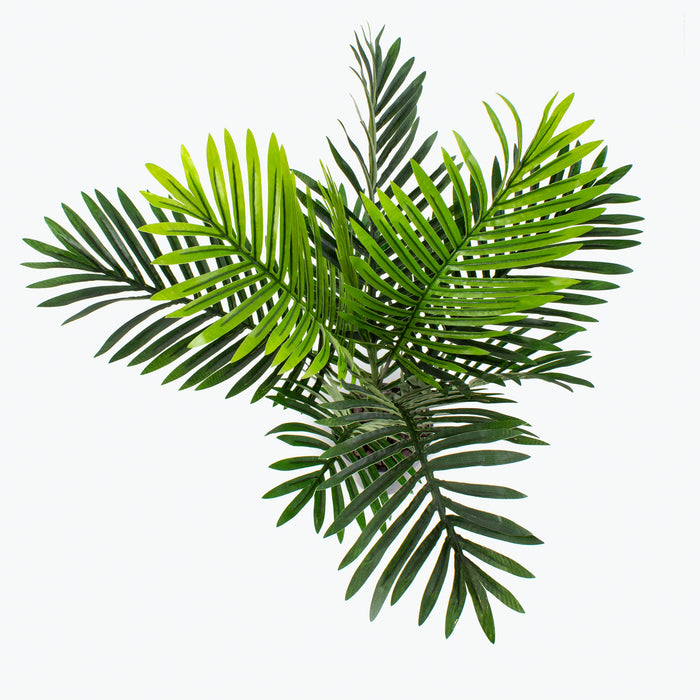 Flora palmu