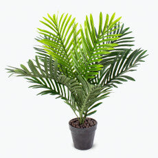 Flora palmu