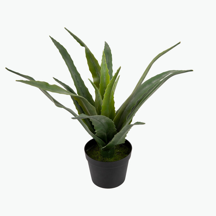 Flora Aloe Vera