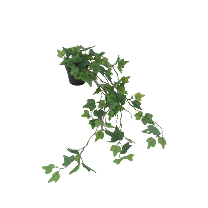 Flora muratti 65 cm