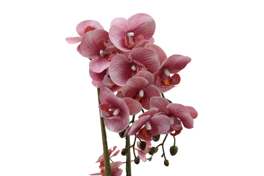 Orkidea roosa 47 cm valkoinen ruukku