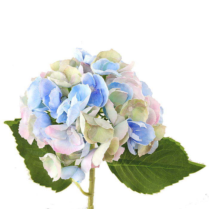 Hortensia sininen 3 kpl