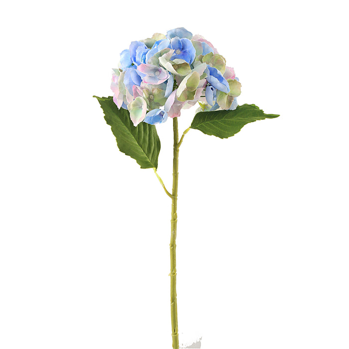 Hortensia sininen 3 kpl