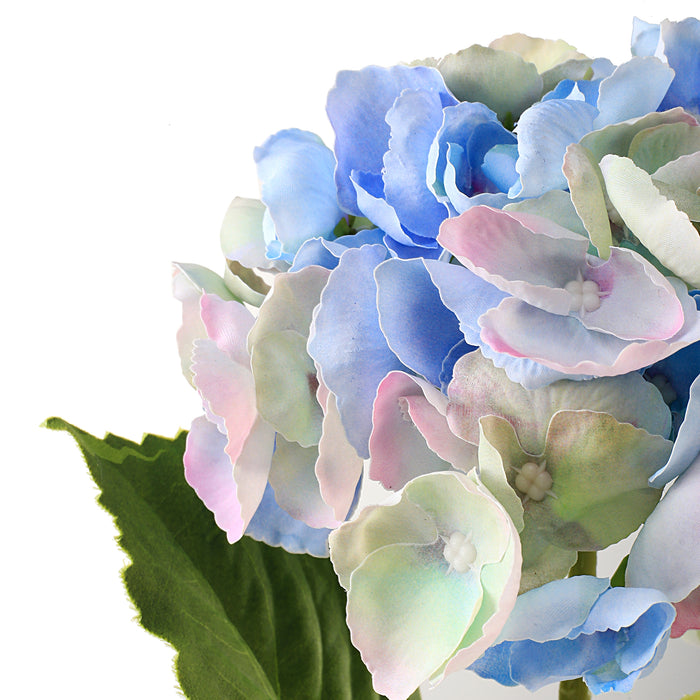 Hortensia sininen 3 kpl