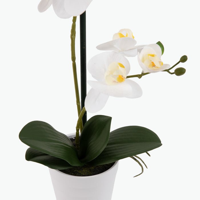 Flora Orkidea 51 cm